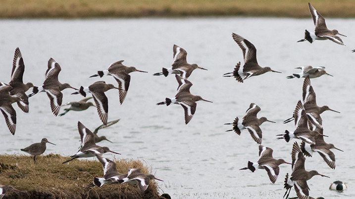 Black-tailed godwit