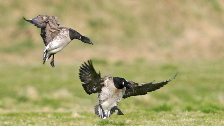 Light-bellied brent geese