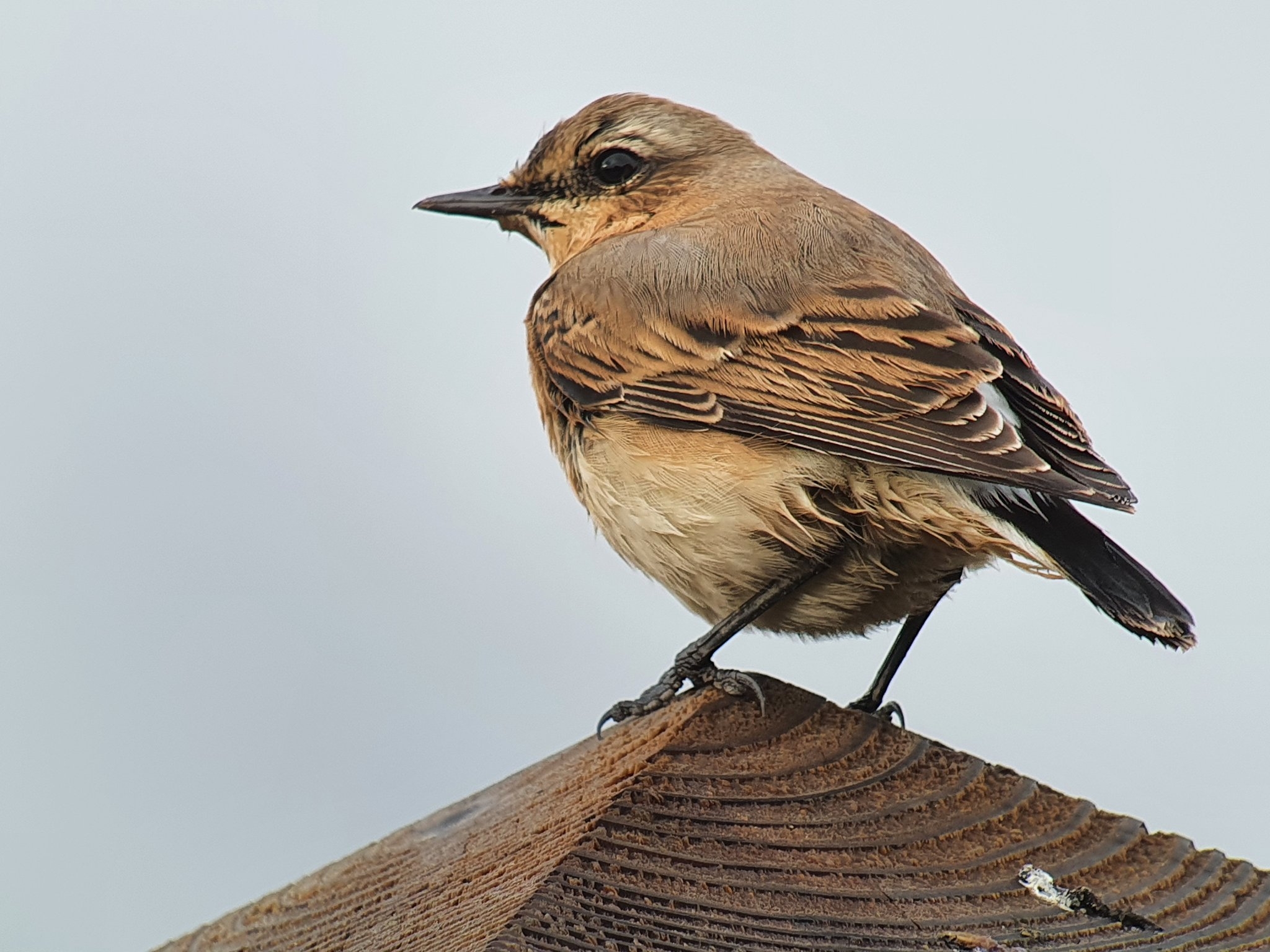 Our celebrity Wheatear