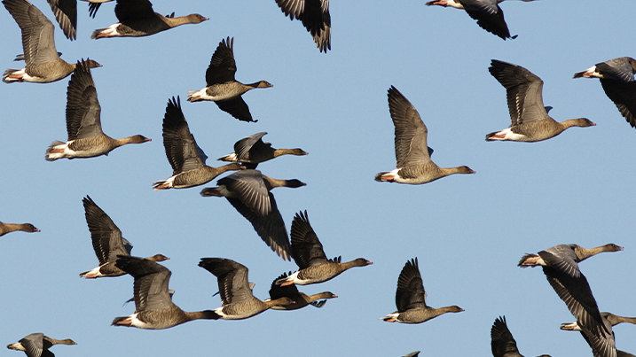 Pink-footed geese