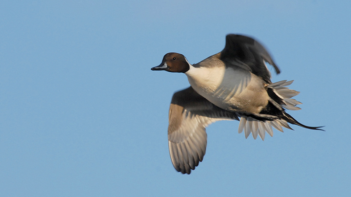 Northern pintail