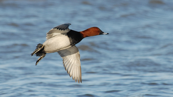 Common pochard