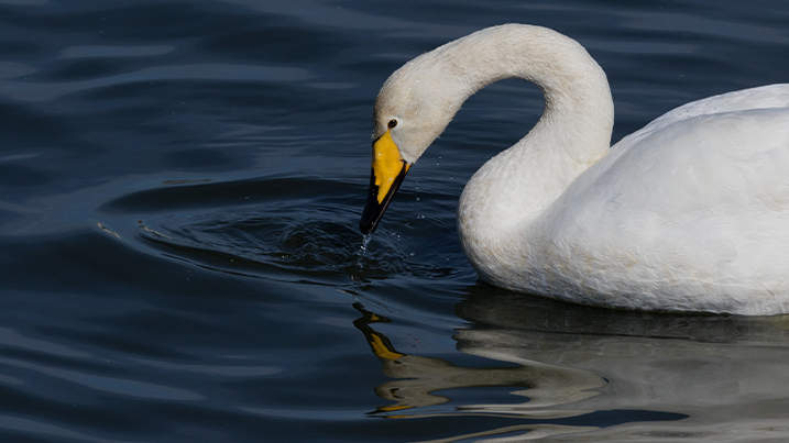 Whooper swan