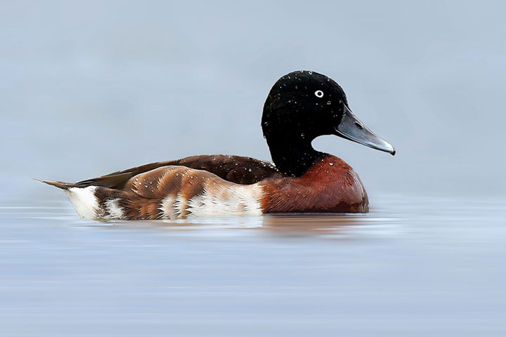 Baer's pochard conservation