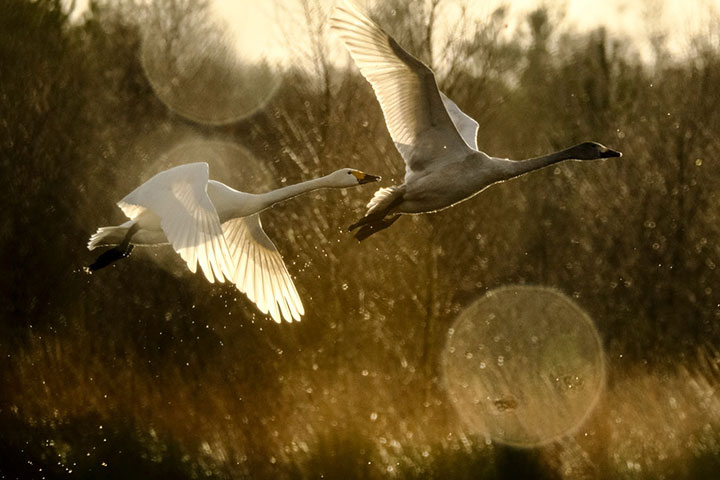 Monitoring Bewick's swans