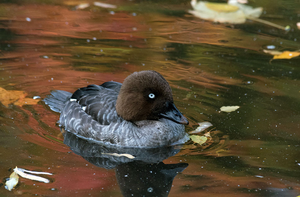 Wetlands throughout the seasons: autumn