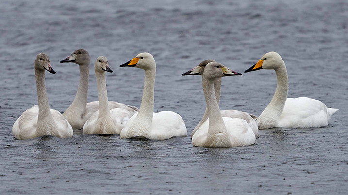 Whooper Pond webcam