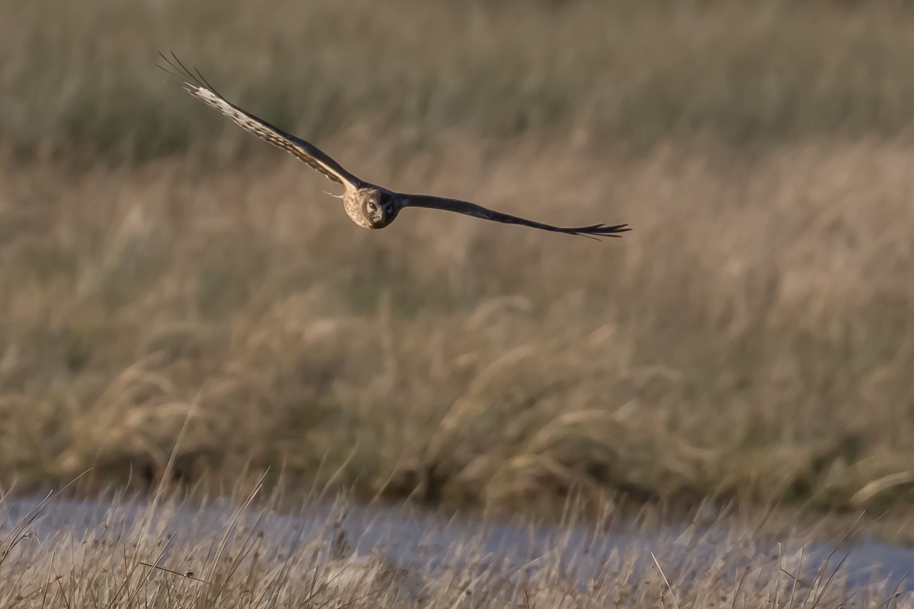 Hen Harrier credit Brian Taylor (1).jpg