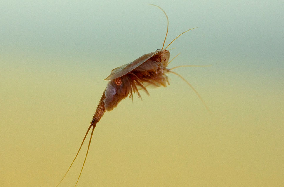 tadpole shrimp triops