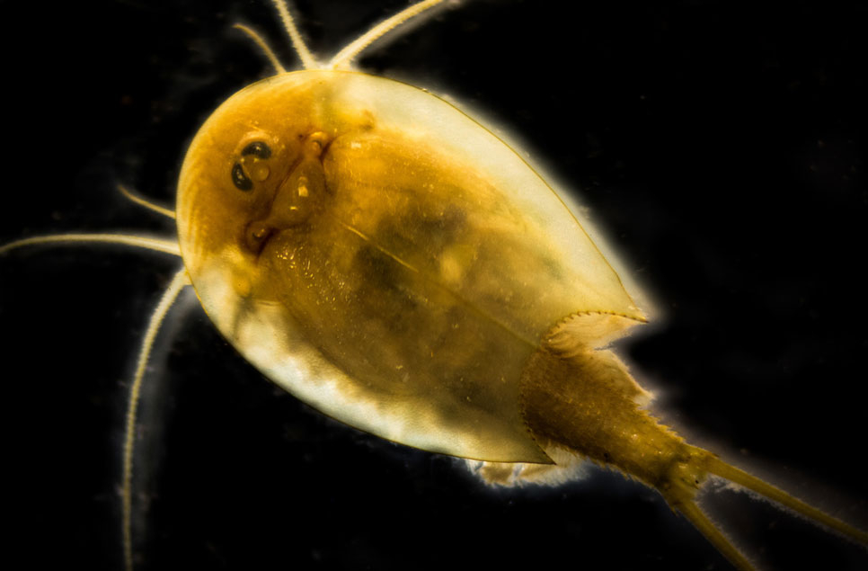 Wetland Warriors: Tadpole shrimp and tardigrades