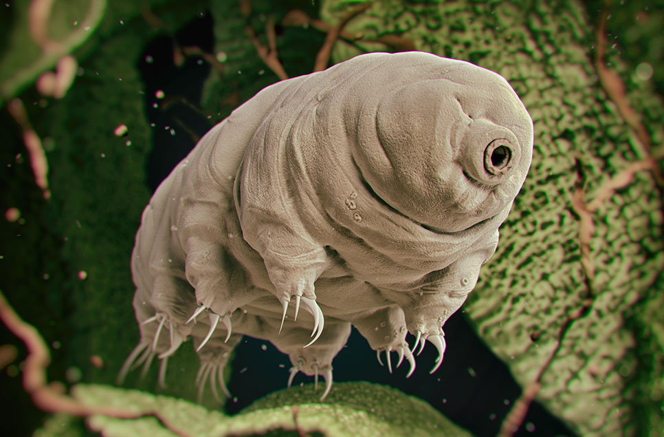 tardigrade artists impression