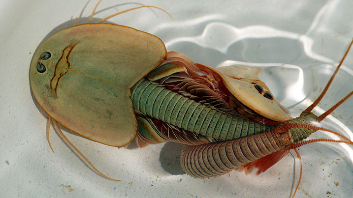 201028_CNT_halloween_article_images_triops.jpg