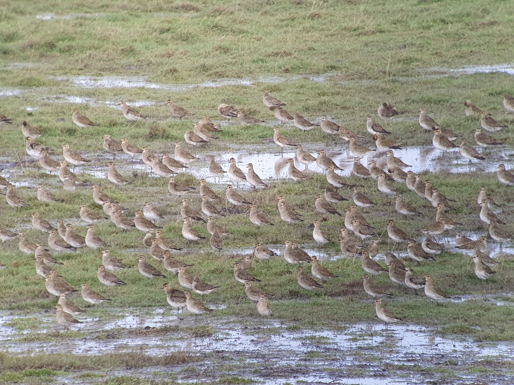 A drizzly end to a wet week