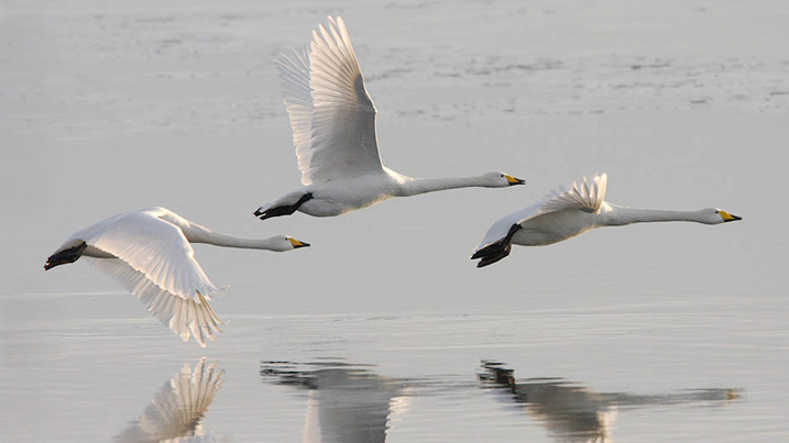 whooper_swans_717x403.jpg