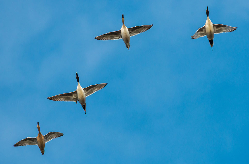 Migrations series: how birds use wetlands as migration service-stations