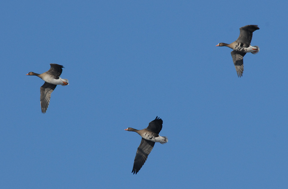 A spotlight on wetland wildlife - October 2020