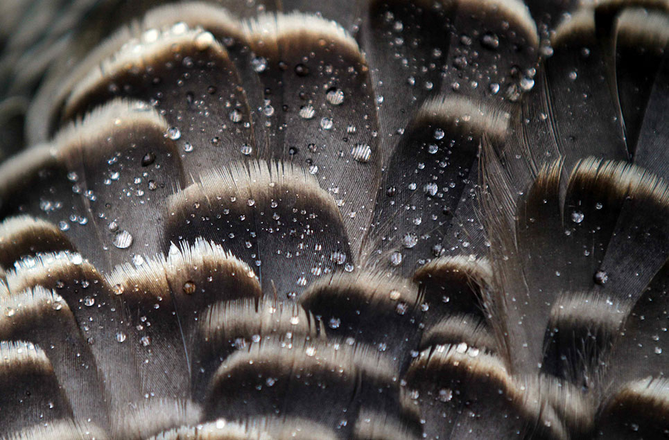 Close up bird feathers