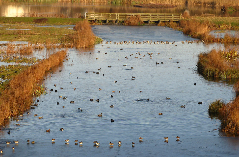 Autumn in wetlands