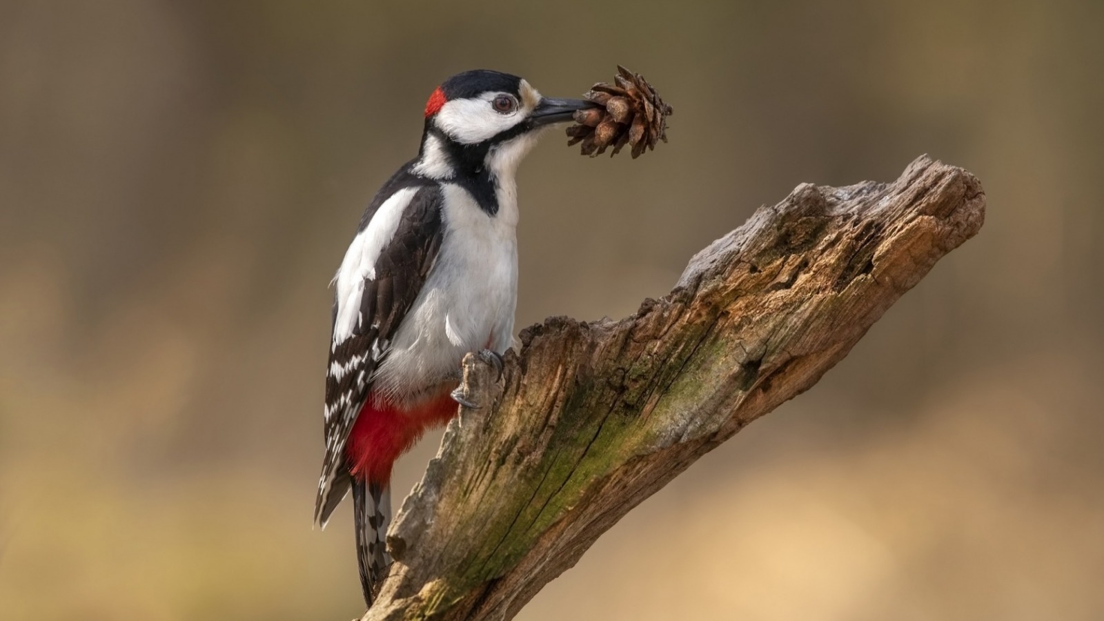 Wildlife Sightings - 22/01/25