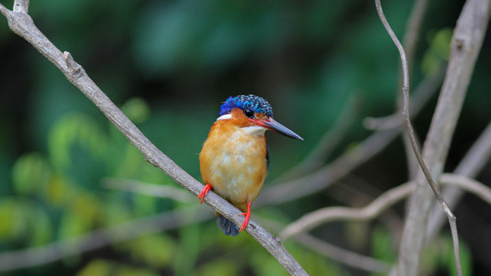 Malagasy kingfisher