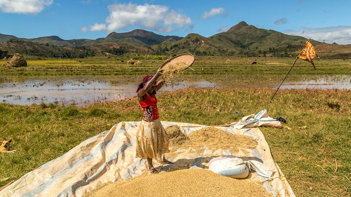 Rice farming in Madagascar