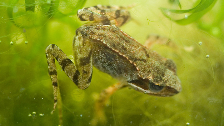 common_frog_717x403.jpg