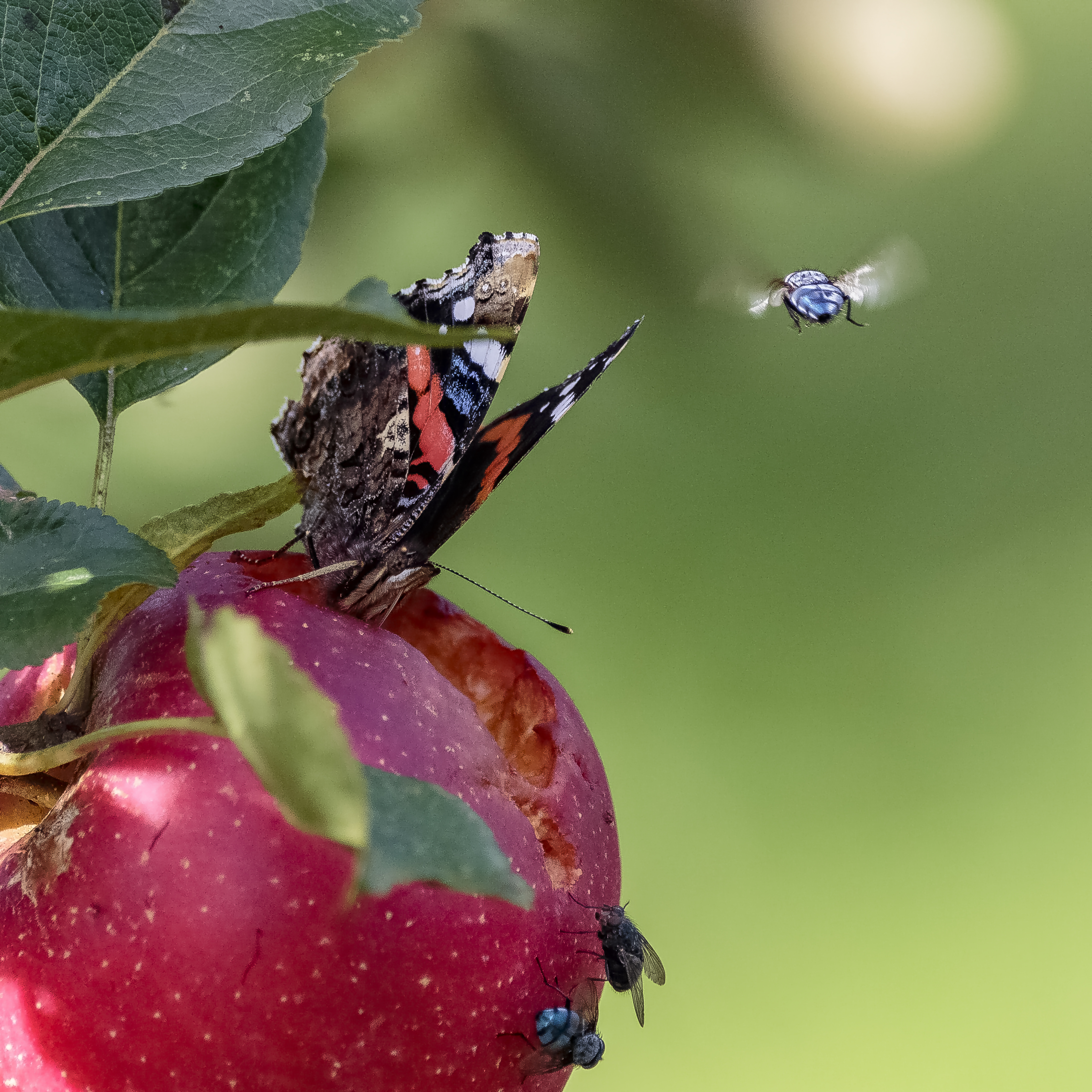 Red Admiral on rotting apple credit Alex Hillier (95).jpg