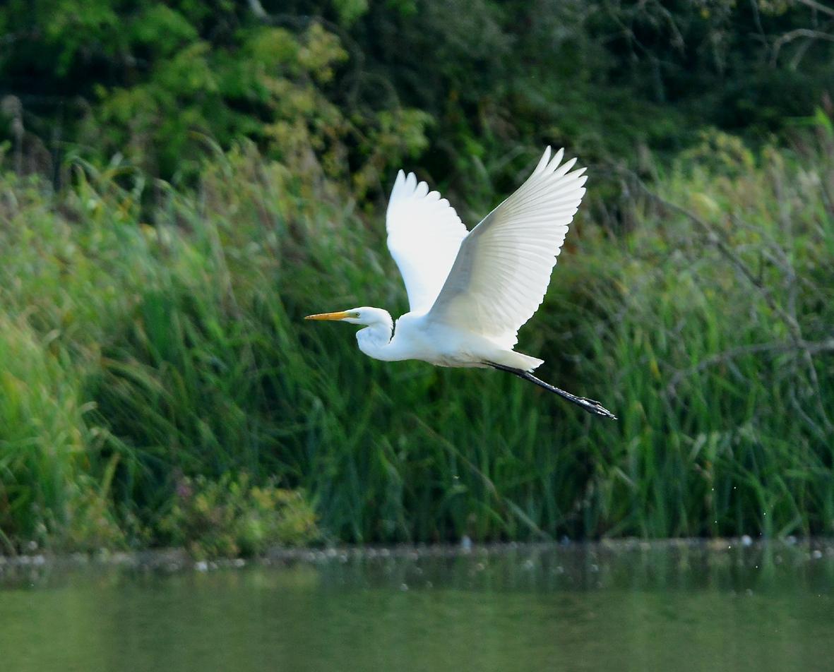 Wildlife Sightings for 25th May 2026