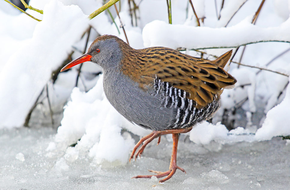 Wetlands throughout the seasons: winter