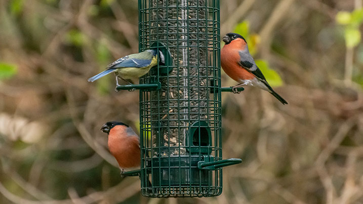 Birds visiting a feeder in winter