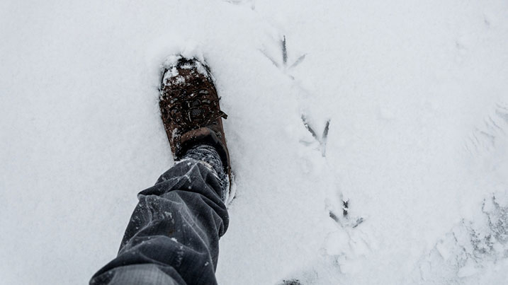 Animal tracks in the slow