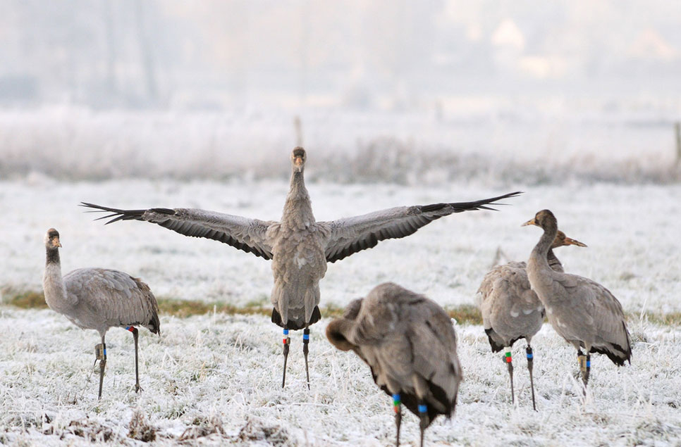 How to have a greener festive season that will also help wetlands