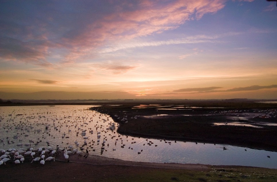 A spotlight on wetland wildlife - November 2020