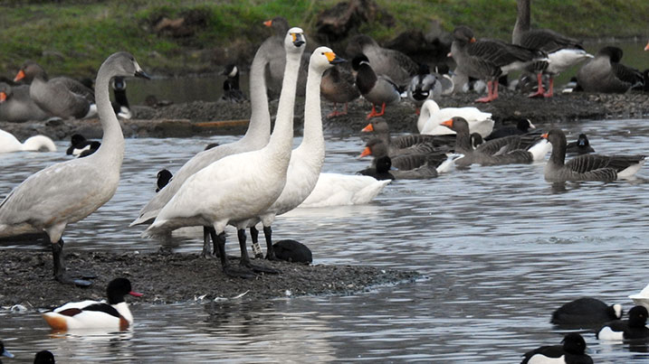 Bewick's swans Maisie and Mayfield