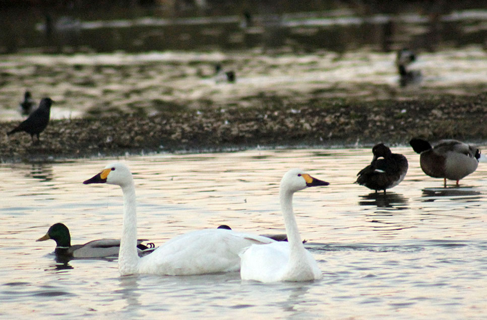 Bewick's swans Primero and Piquet
