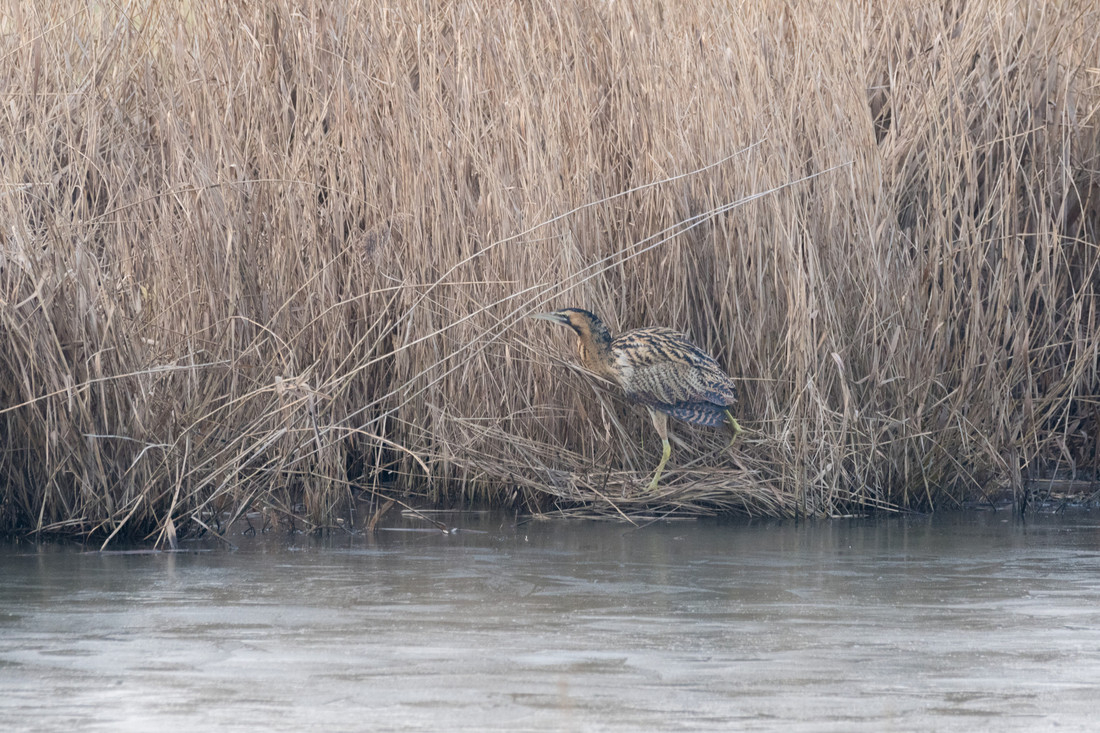 Wildlife Sightings for 22nd February 2024