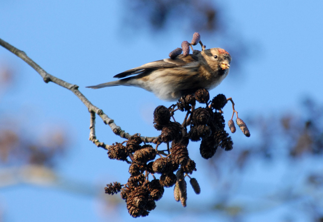 Wildlife Sightings for 18th January 2025
