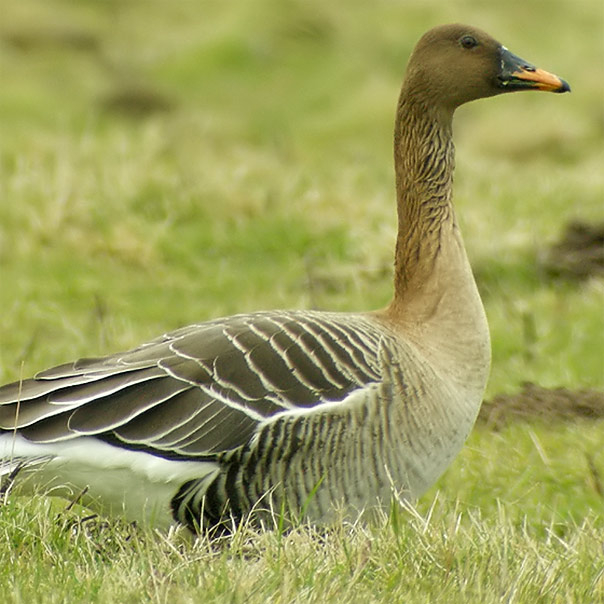 UK goose guide WWT