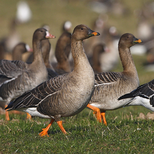 UK goose guide WWT