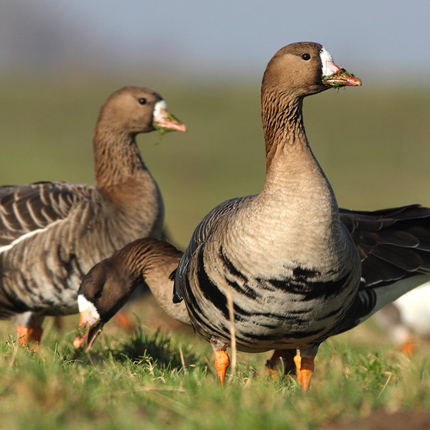 Identification Breeds Of Geese Uk | peacecommission.kdsg.gov.ng