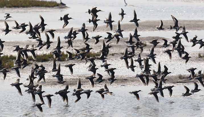 wading birds black-tailed godwits flocking