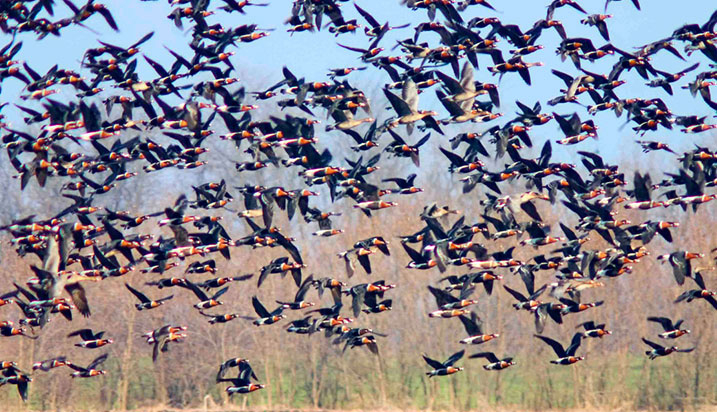 red-breasted goose flock conservation