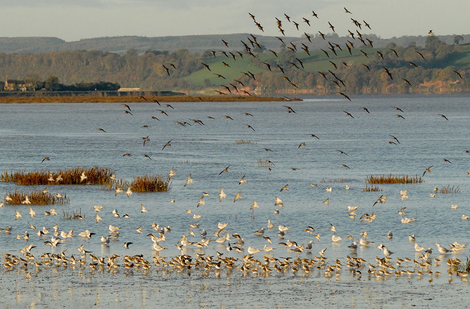 Marvellous murmurations: why do birds flock together?  