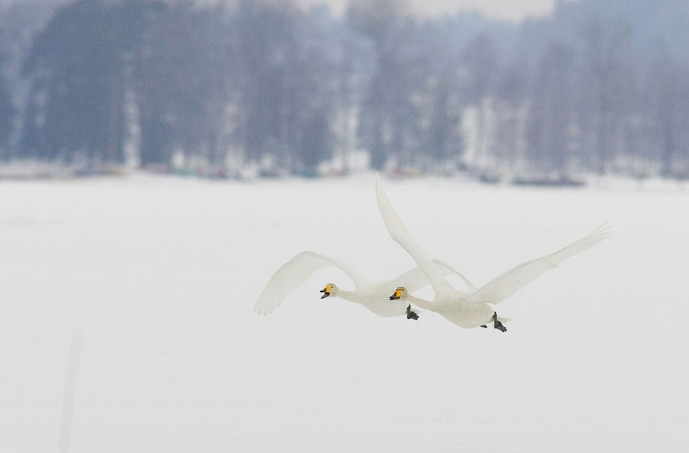 A spotlight on wetland wildlife - December Christmas Special