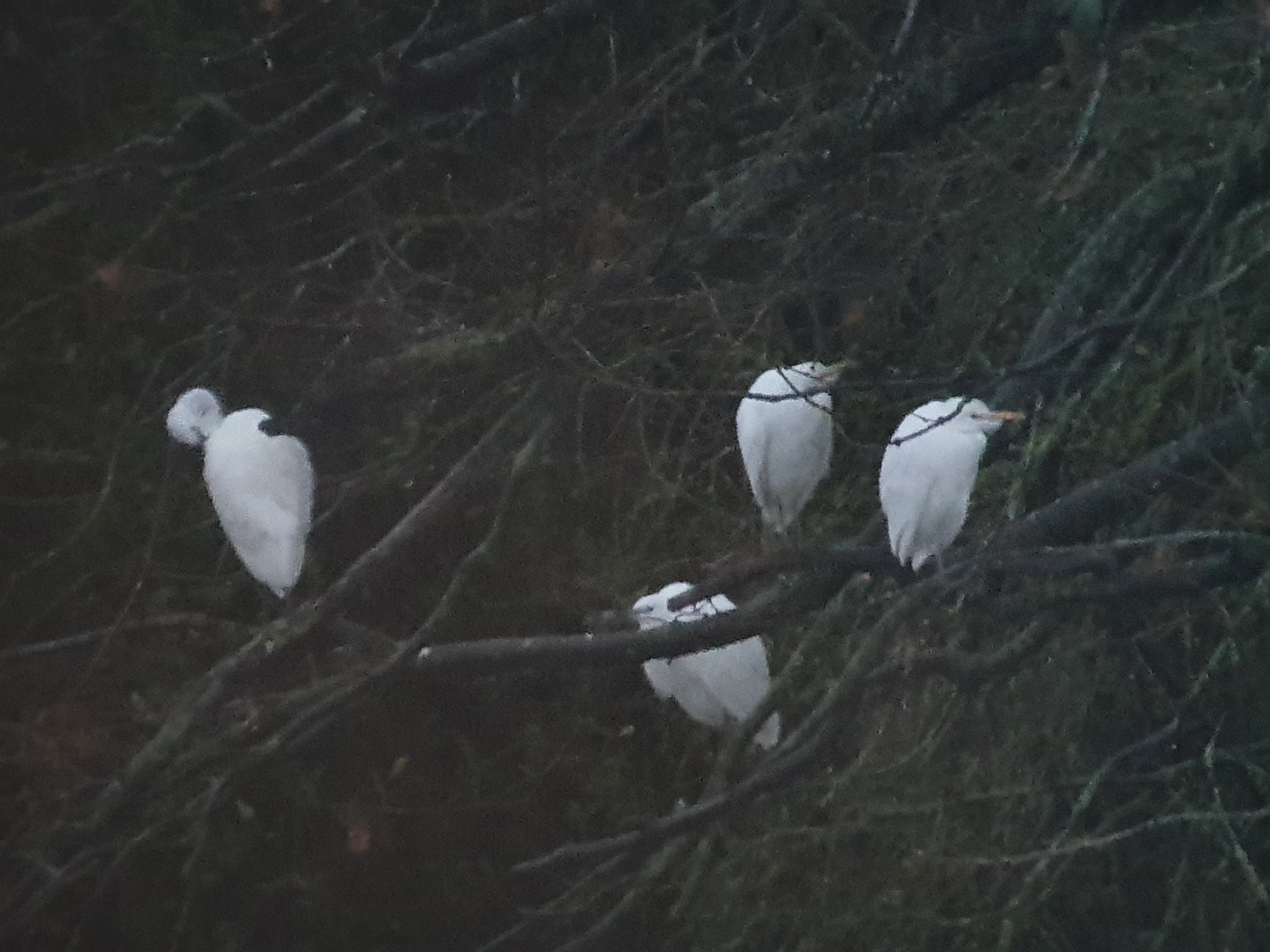 More Bewick's arrive