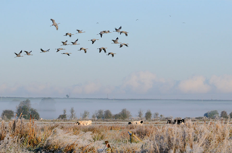 Lost species: how the UK was once a much wetter land