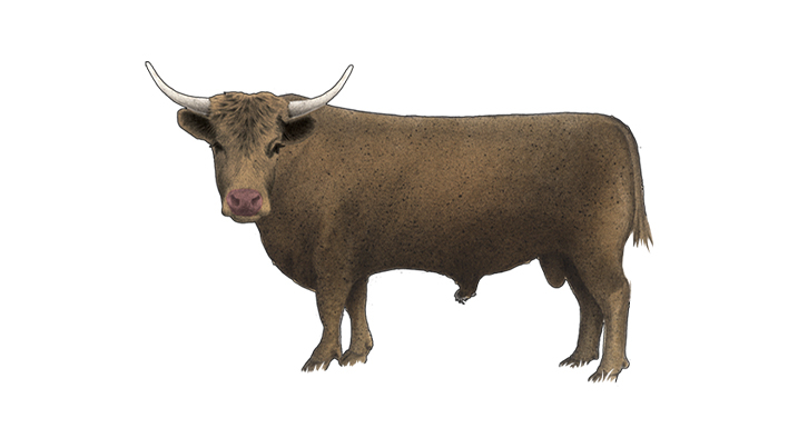 aurochs