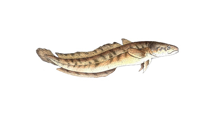 burbot