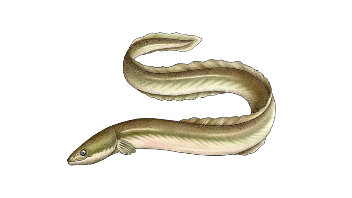 European eel