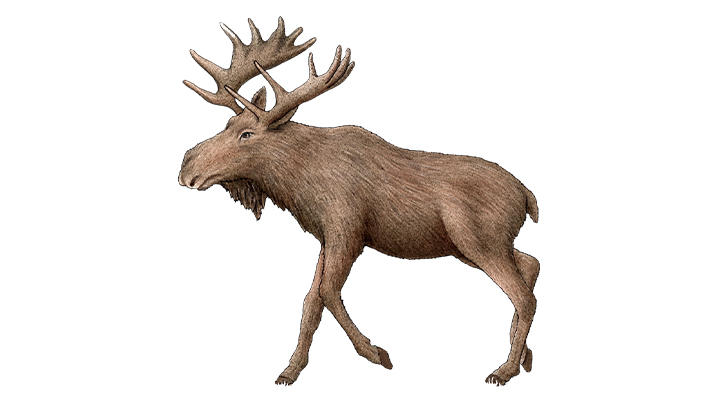 European elk